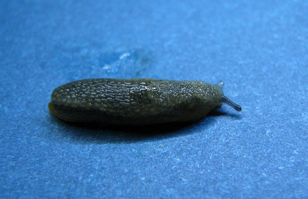 Arion intermedius Normand, 1852